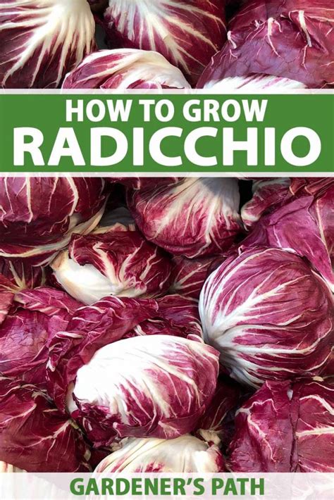 How to Grow Radicchio .